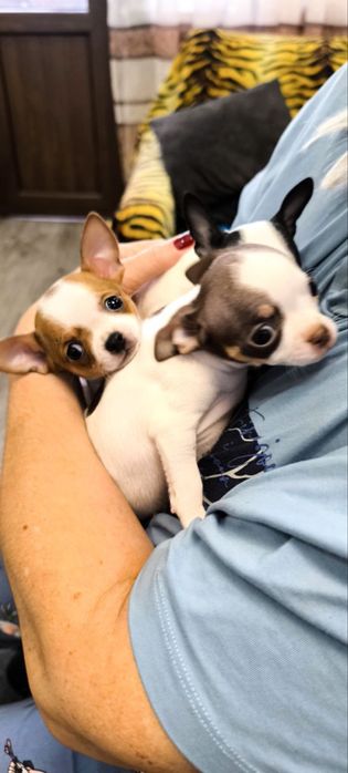 Щеночки красавцы, ждут своих новых хозяев