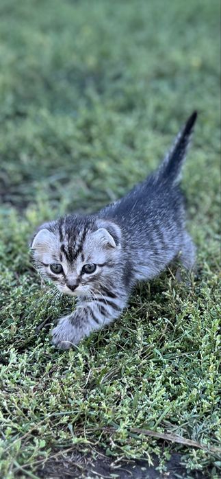 Отдам котят. В хорошие руки