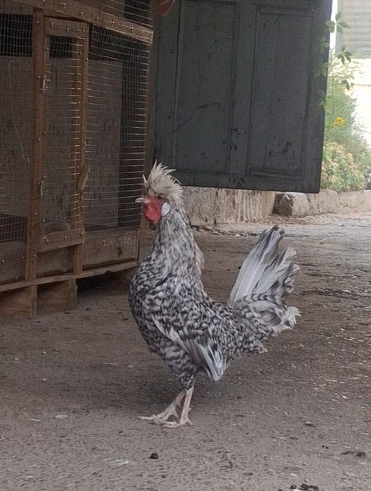 Голандские белохохлые