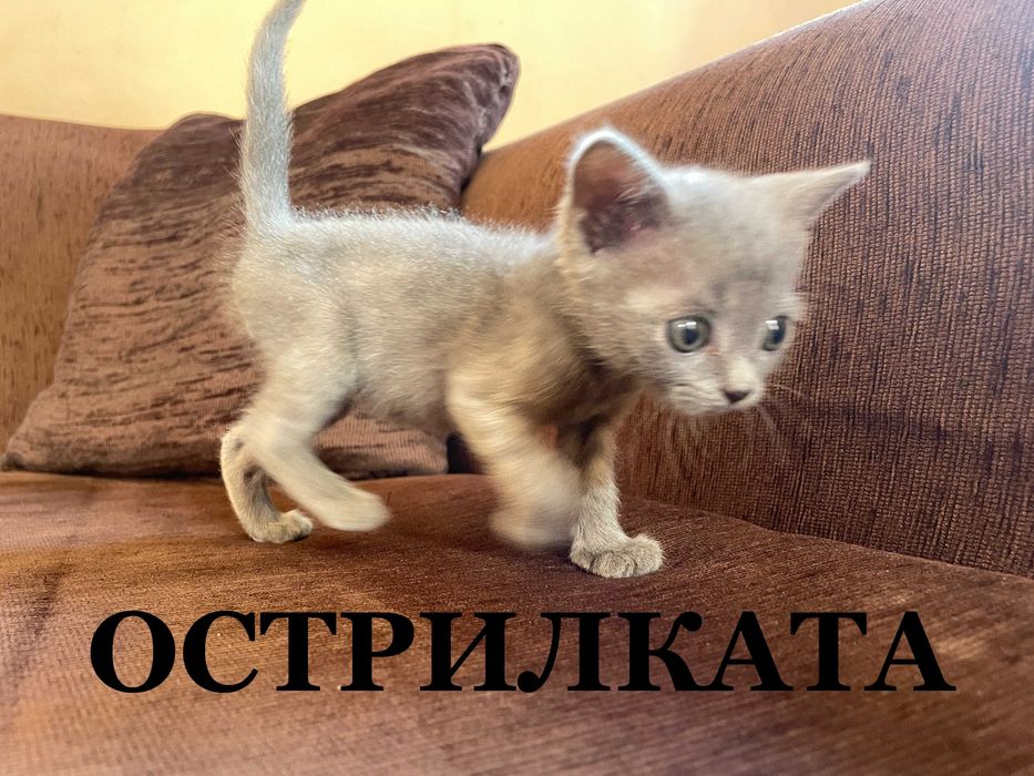 Британски късокосмести котенца