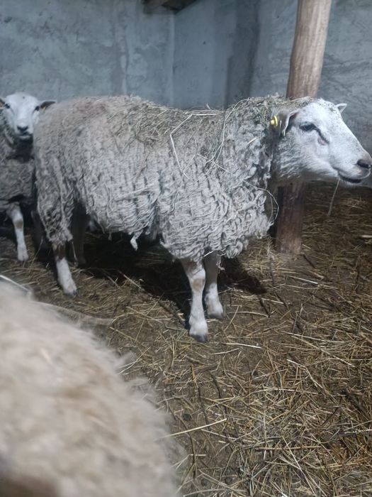 Berbeci  texel de vânzare