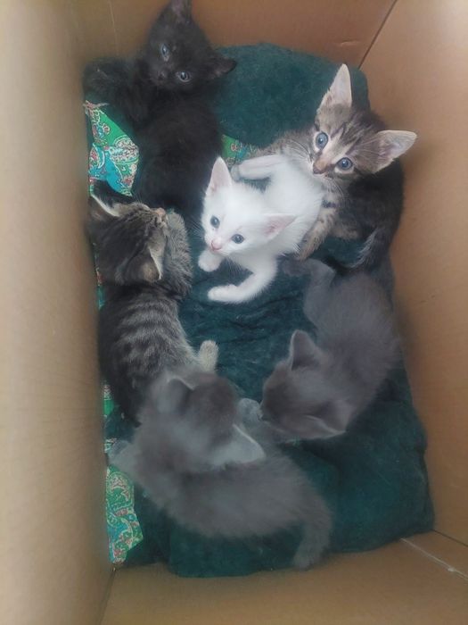 Маргаулар, котенки