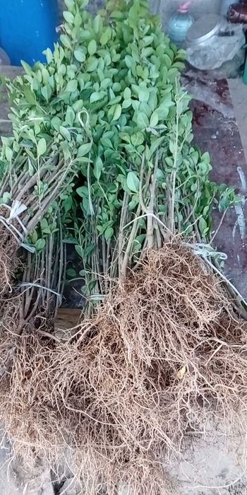 Вечно зелен храст лигуструм