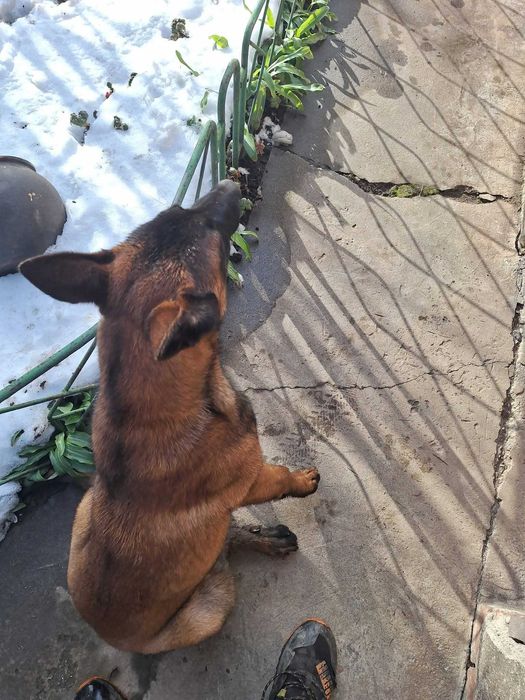 Белгийска овчарка