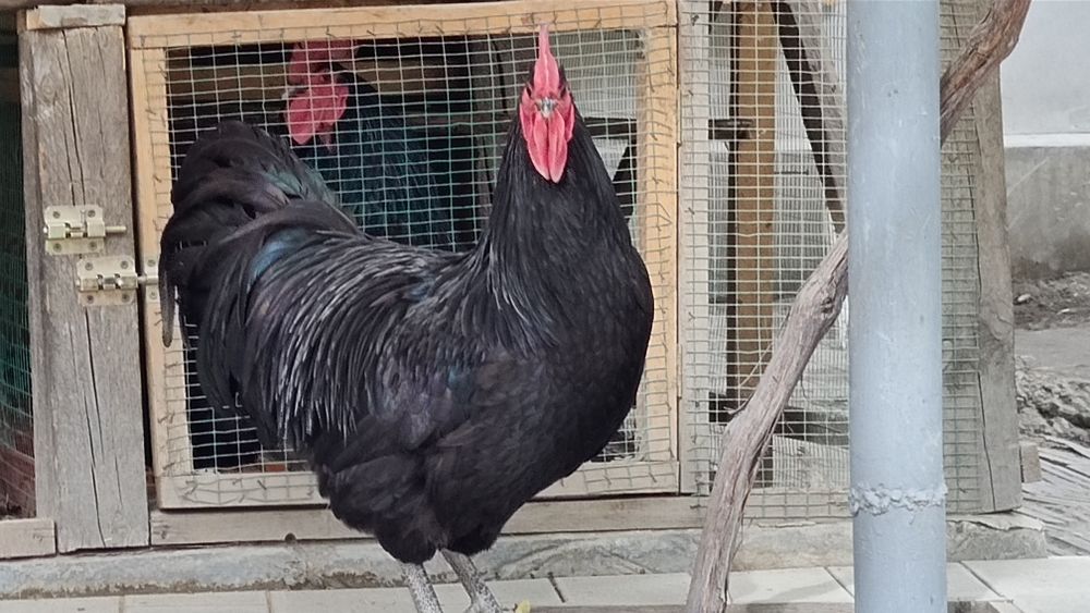 Австролоп  сотилади 1+1