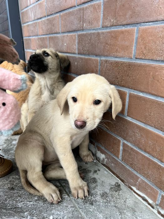 Щенки в добрые руки