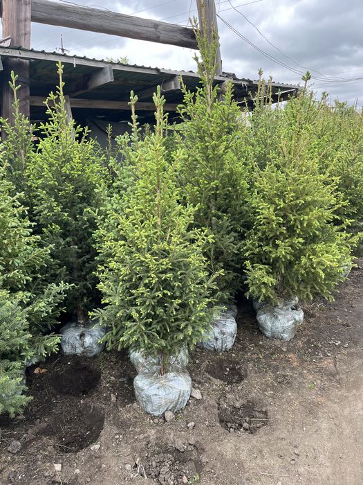 Продаются ЕЛИ, Сосна, тополя