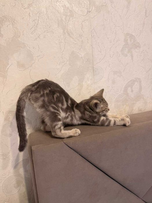 Котёнок-мальчик в добрые руки