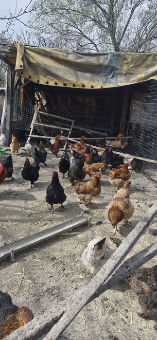 Инкубационные яйца