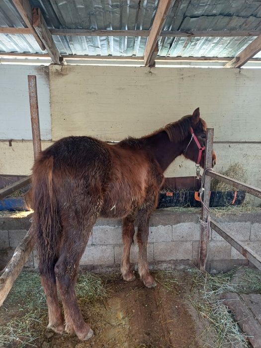 Еркек тай денесі ірі