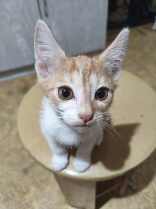 Котята мальчики с доставкой