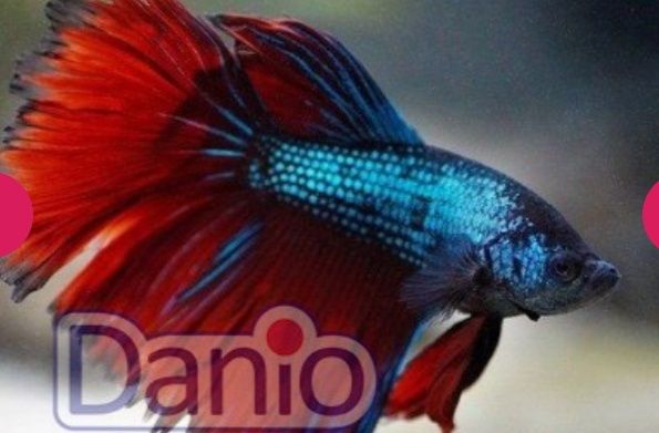 Продается аквариумная рыбка петушок.