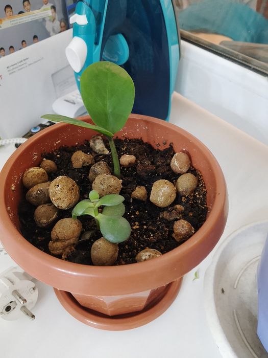 Продам цветы по 2000 тг и 1000 тг