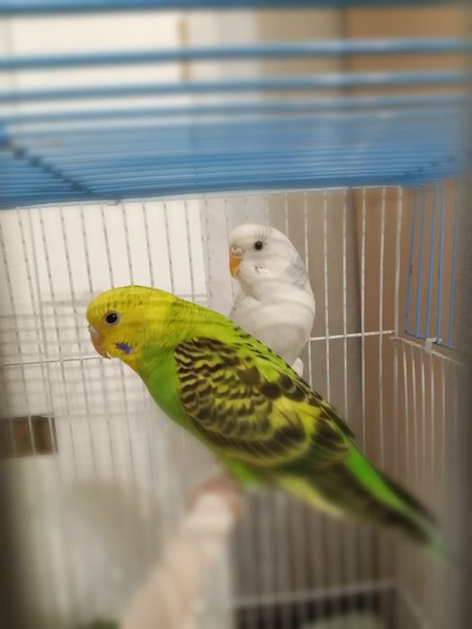 Прадаюпапугай девишка и мальчик