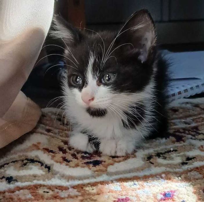 Adoptie pui de pisica Prichindeii