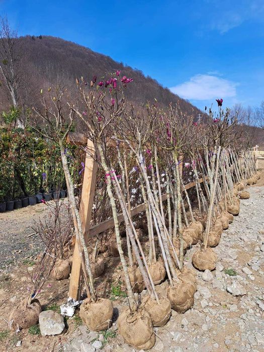 Vând mesteacăn 3-5m