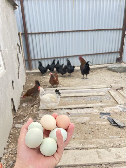 Инкубацонные яйца цветное