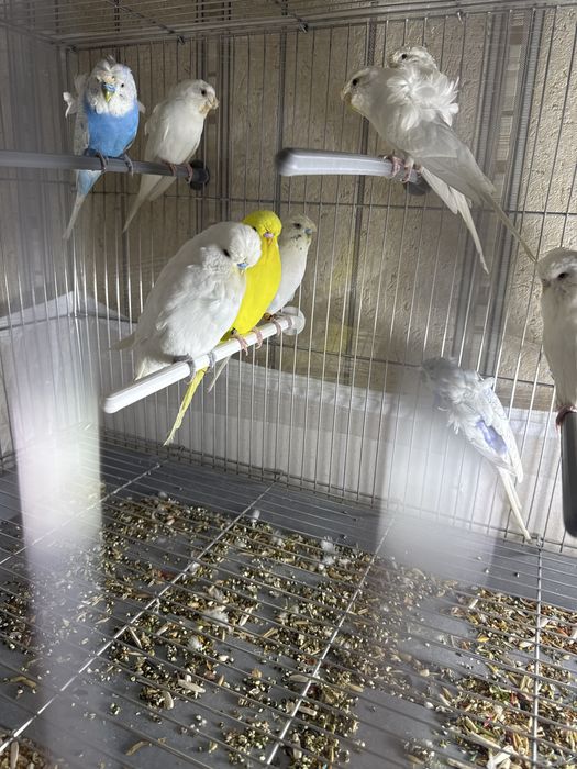 Срочно Продается  бабочка попугай