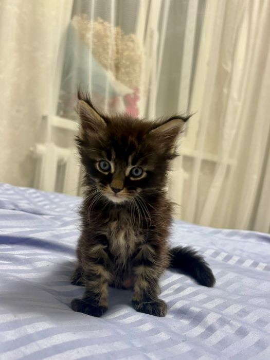 Котята породы Мейн-кун