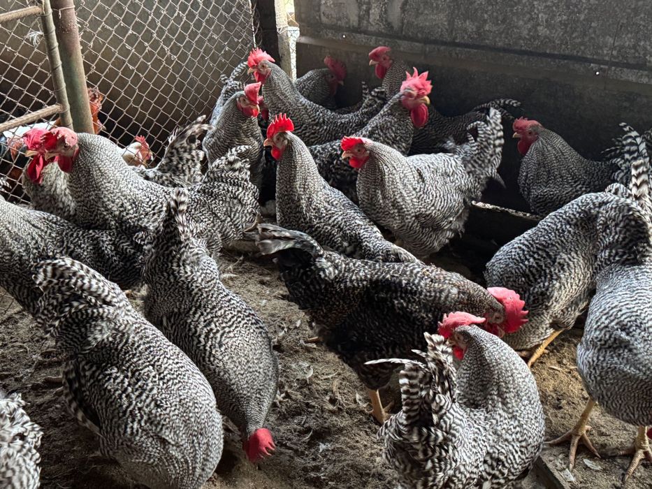 Продавам петли за ПЕТЛЬОВДЕН