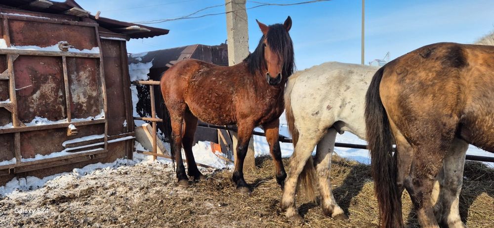 Продаются жеребцы