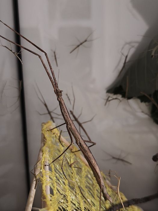 Анамски/виетнамски пръчки (medauroidea extradentata)