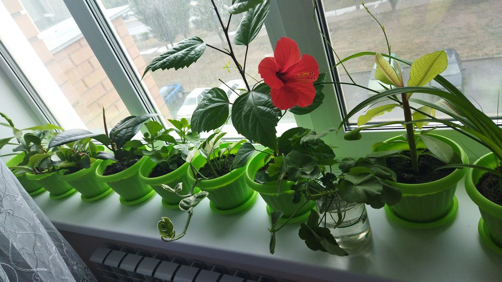 Продам комнатные цветы от 1300тг