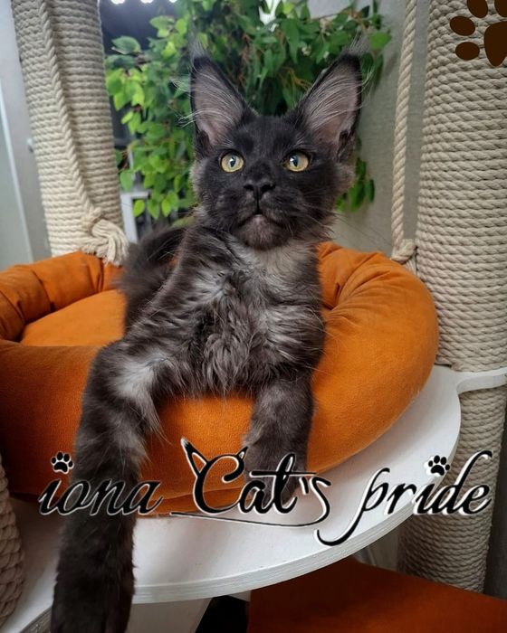 Котята мейнкун черный дым