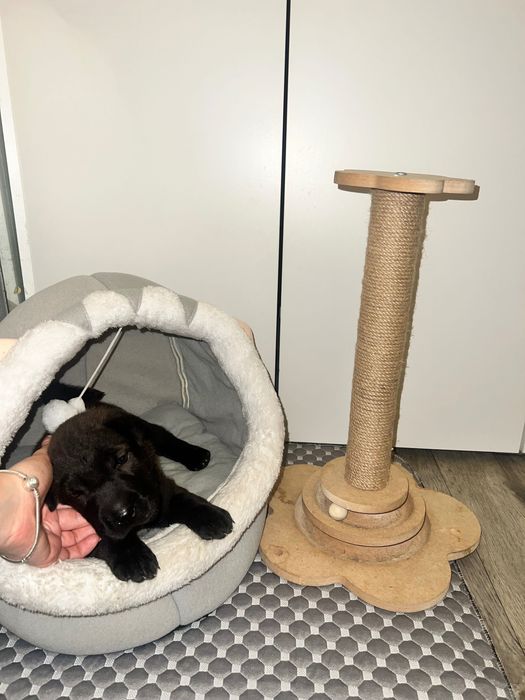 Малышка шарпей ждет своего хозяина