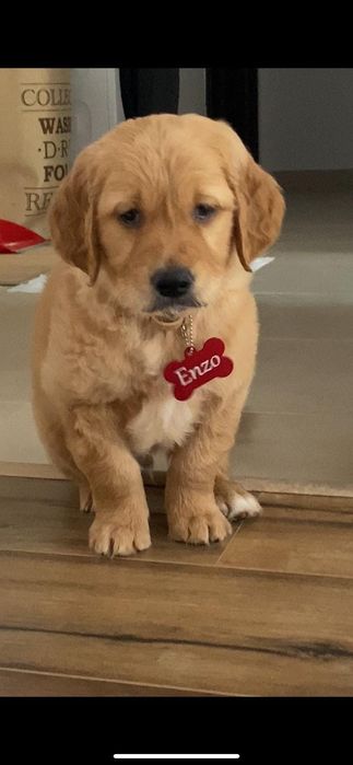 Golden retriever rosu