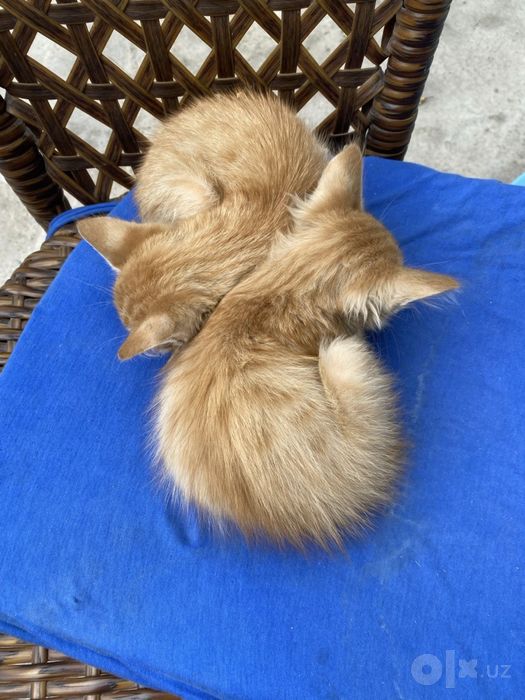 котята.