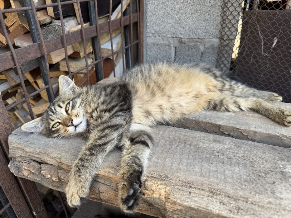 Котенок девочка