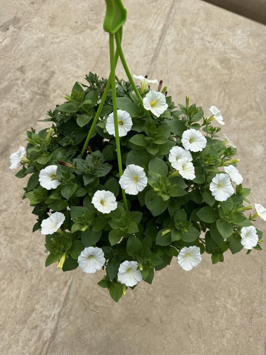 Ампельные петунии