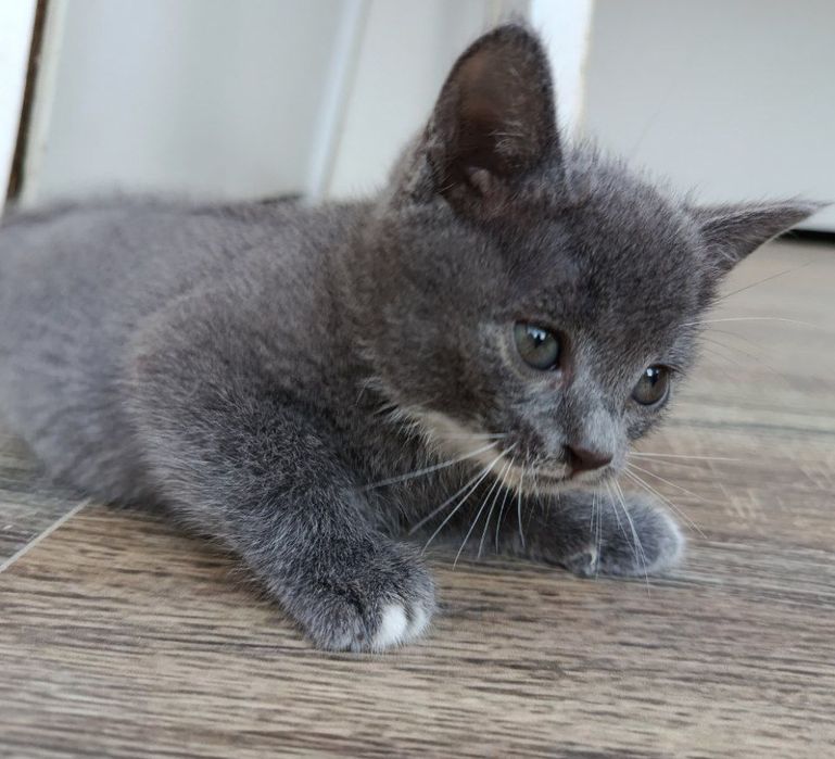 срочно! котёнок ищет дом,