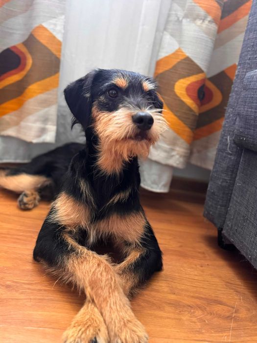Adoptie pui de catel de 8 luni