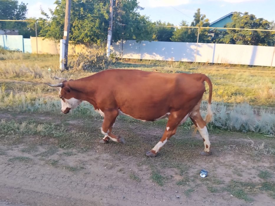 Продается Корова дойная, молочная