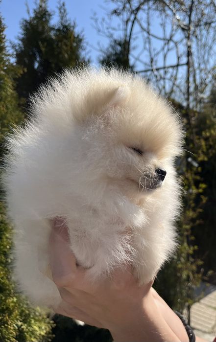 померан померан померан