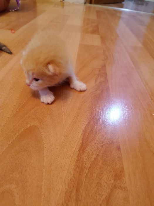 Отдам котят даром