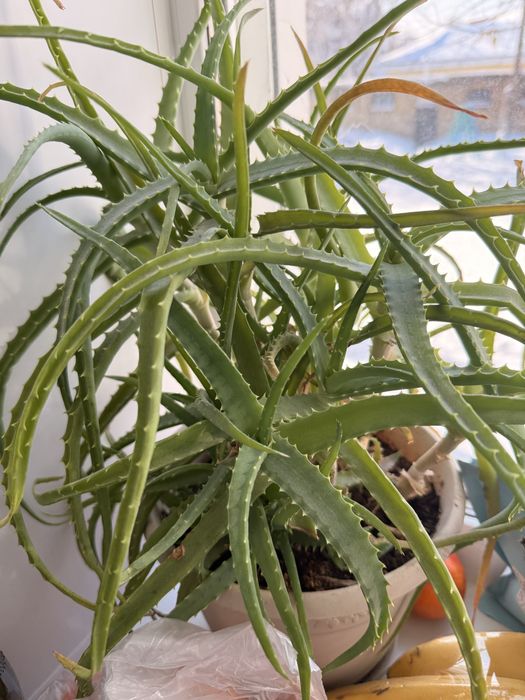 Комнатный цветок Алое