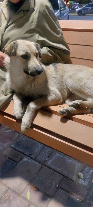 Щенки в добрые руки