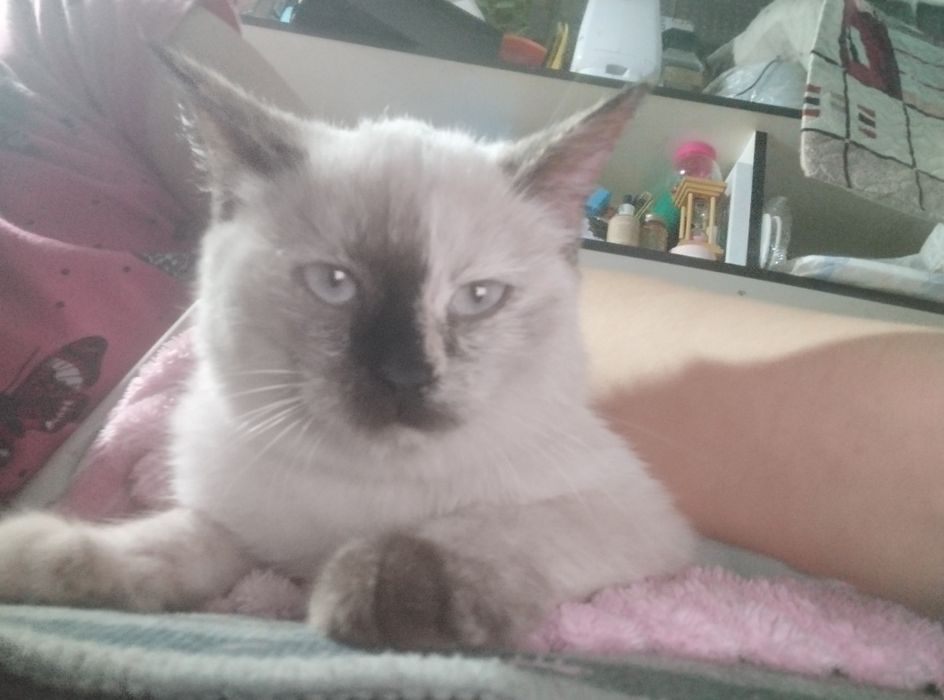 Кошечка Ренделл,полгодика