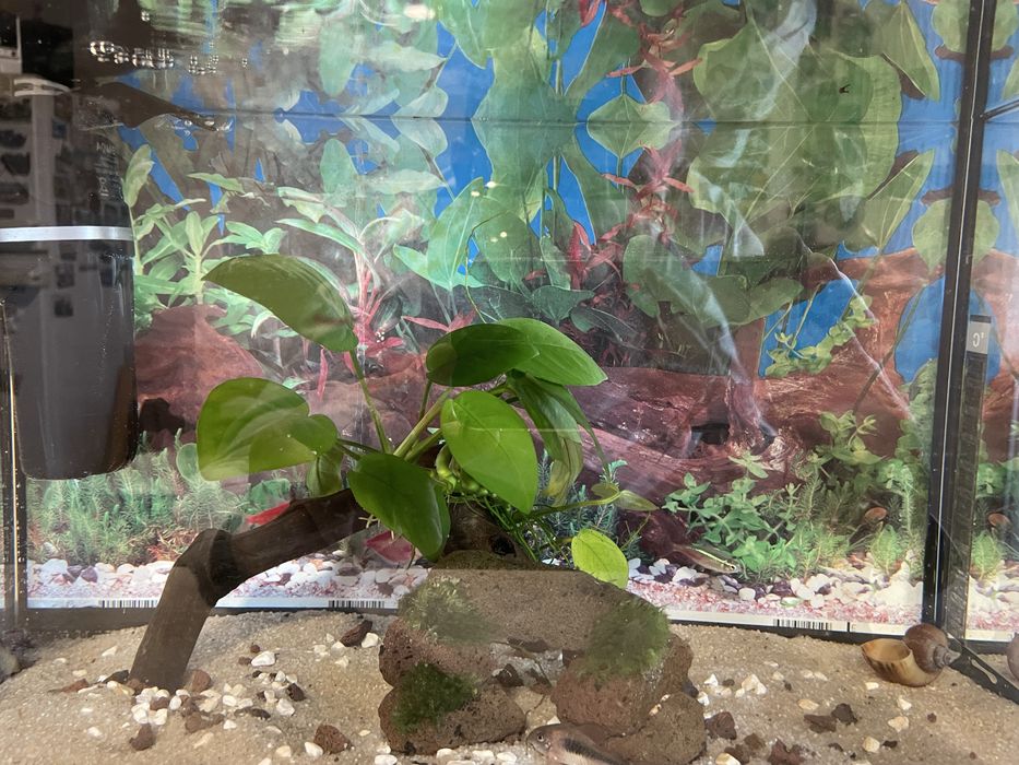 Acvariu Diversa 25 l