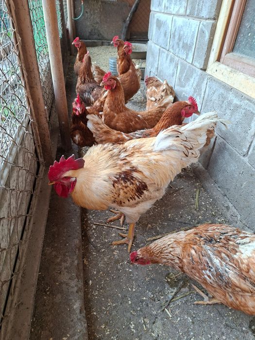 Петух Ломан Браун