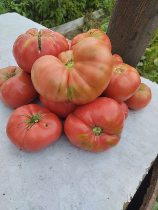 Продам  помидоры перец и баклажаны