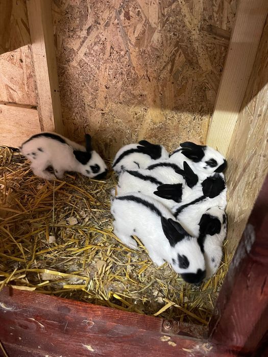 Fluturas German Urias