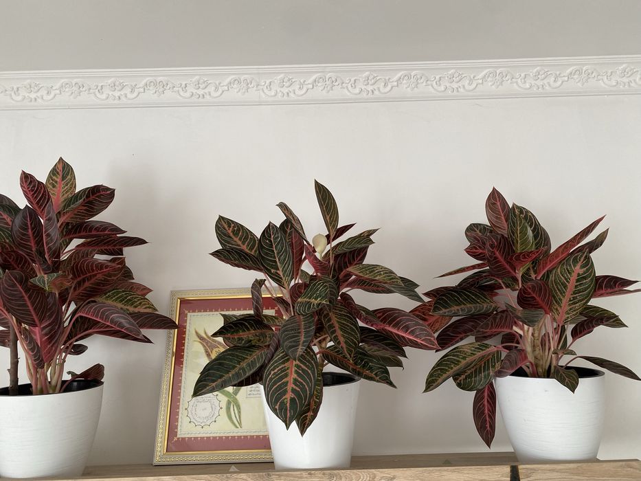 Цветы домащние.