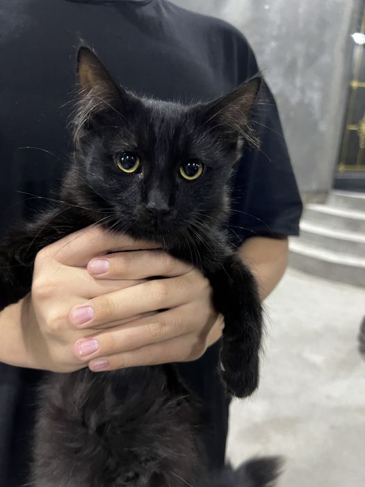 Отдаем в добрые руки 6 месячных котят