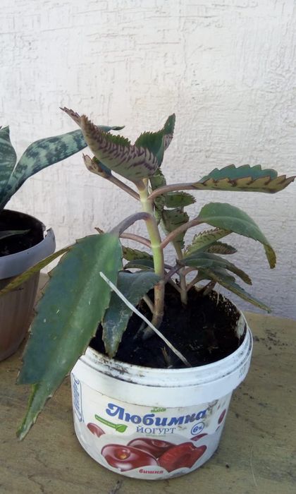 Продаю цветы комнатные