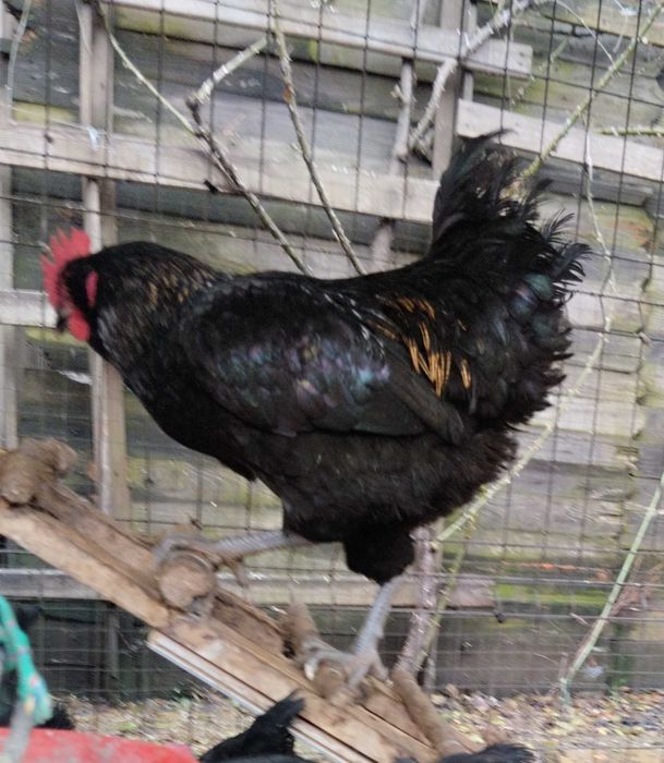 Cocoși 10 luni talie medie