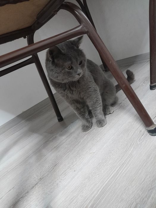 Бесплатно! Чистопородный британский Scottish stright